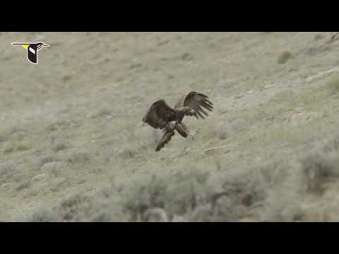 Golden Eagle Landing
