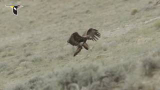 Golden Eagle Landing