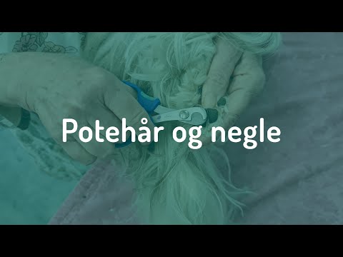 Video: Sådan Stoppes En Hunds Negle Fra Blødning