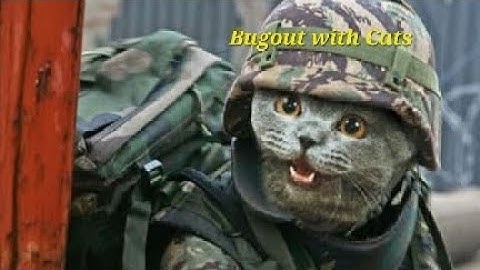 Cat bugout bag 🎒 #prepper #family #pets #no1leftbehind #bugout #survival #dayzero #USMC