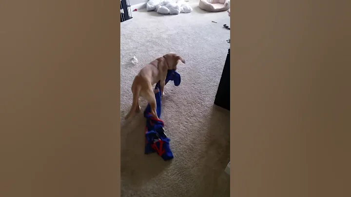 When your dog decides it's time to move out of the...