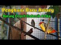 Tambah burung orange breasted ke kandang aviary minimalis | Finches Birds Breeding | Bird aviary