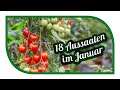 Aussaat im Januar | 18 Gemüse die du im Januar säen & vorziehen kannst!