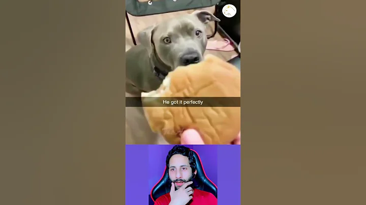 Watch the video about Funny Animal Videos 2025 😅 - Funniest Dogs and Cats Videos 😁 Part 2727