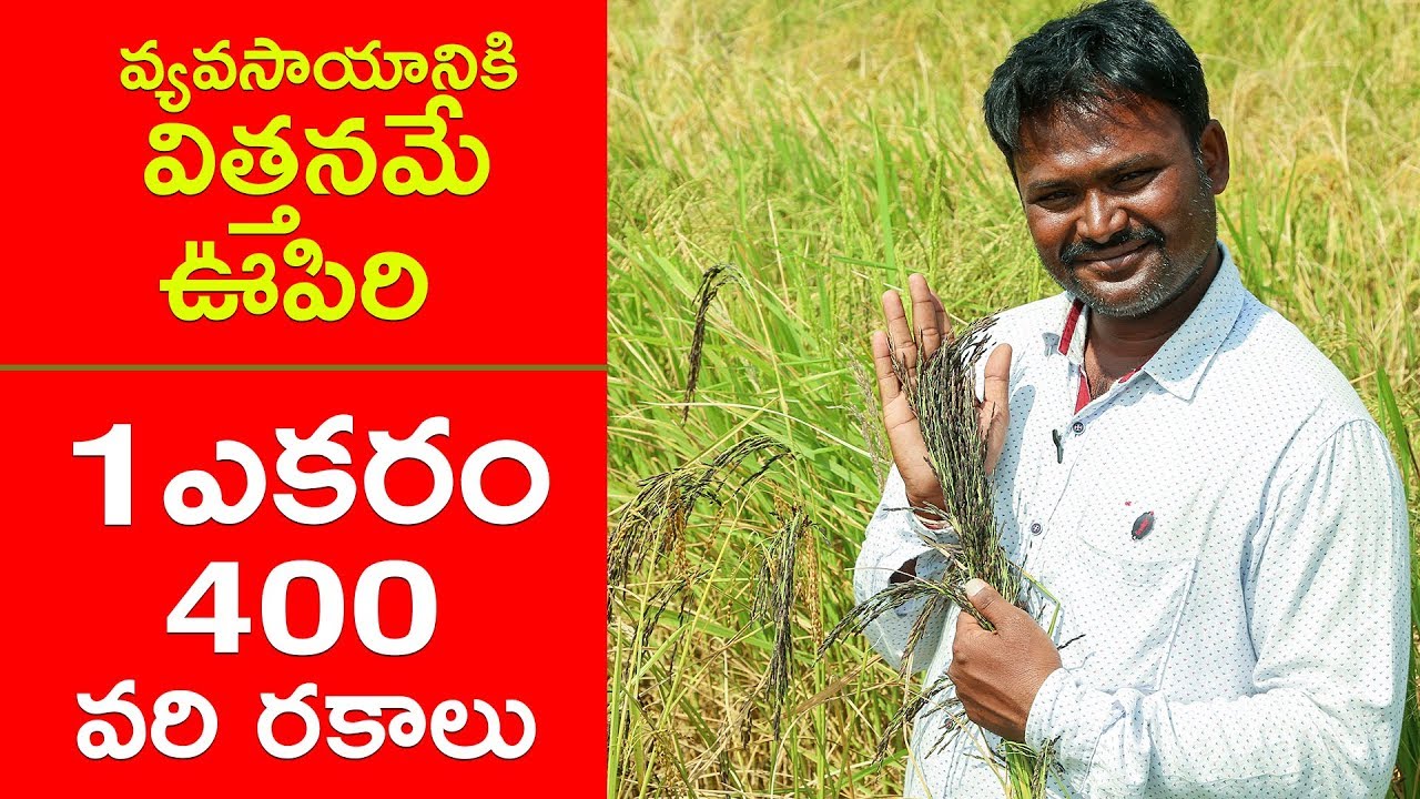 СОХРАНЕНИЕ СЕМЯН РИСА ДЕСИ