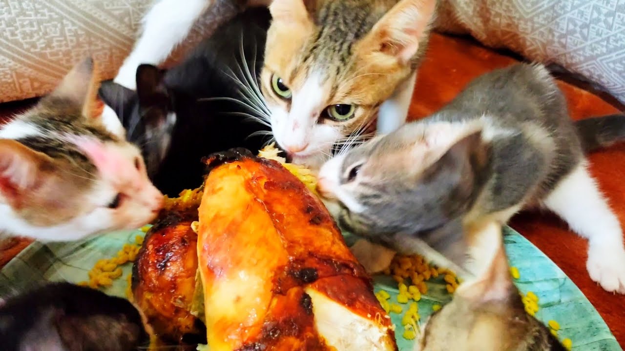 When the Mother cat green eyes and her kittens eat whole chicken