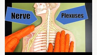 Nerve Plexuses