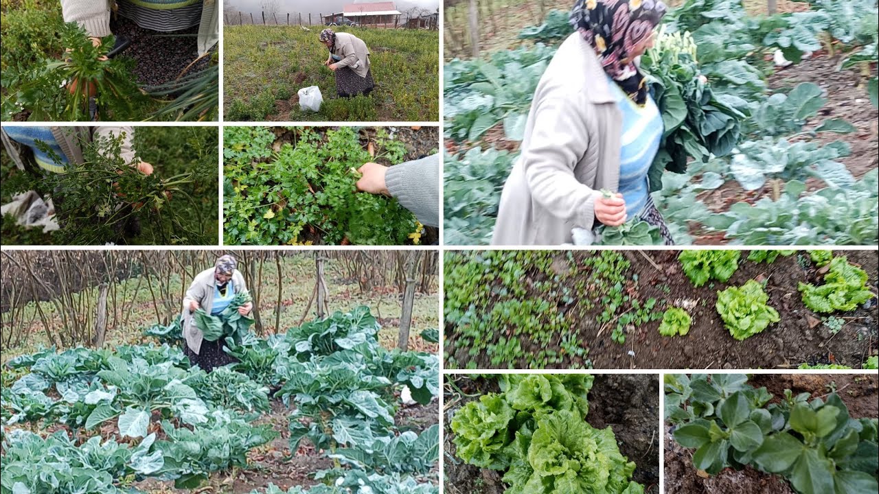 Karadeniz Köyleri - Bahçe İşeri - Doğal Yabani Otlar - Karalahana Bahçesi