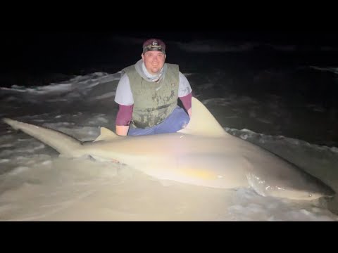 HUGE Bull Shark | Caught on Pensacola Beach, FL