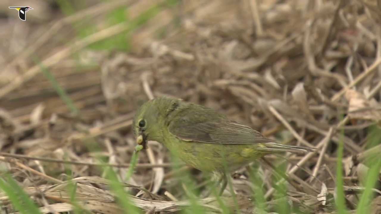 Orange-crowned Warbler feeding on the ground