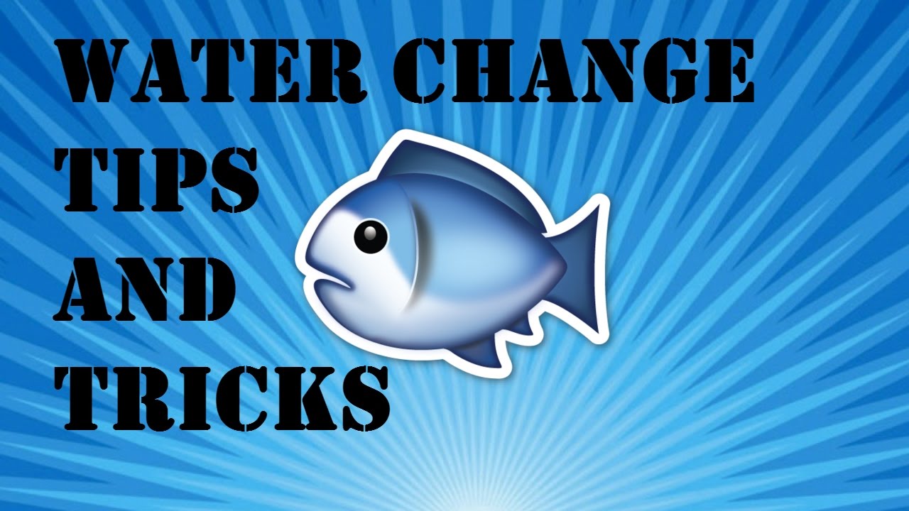 Aquarium water change tips and tricks, and Python tips/things to ...