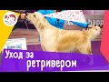 5 особенностей ухода за золотистым ретривером