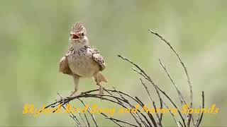 Skylark Bird Song and Nature Sounds
