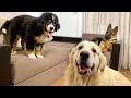 Golden Retriever and His Best Friend's Puppies