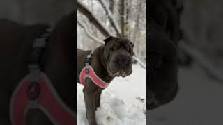 Shar Pei Zoomies in the Snow (Long Clip)