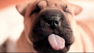 A dog named Lewis - Puppy yawn by Rachael Hosein 364 views 10 years ago 9 seconds