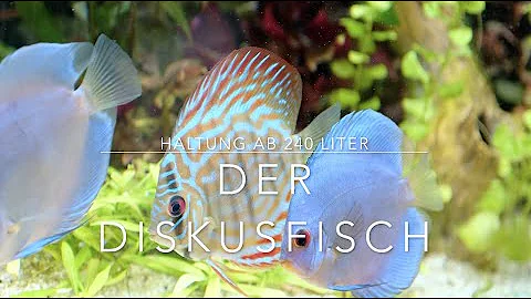 Wie viel Liter Aquarium für Diskus?