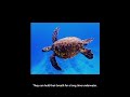 Endangered animals video Romania