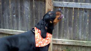 A coonhound a baying