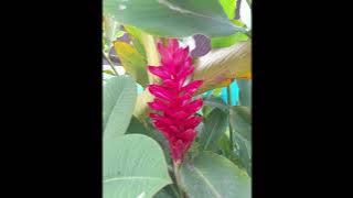 Tarika Ny Mpivahiny   Fandeferana