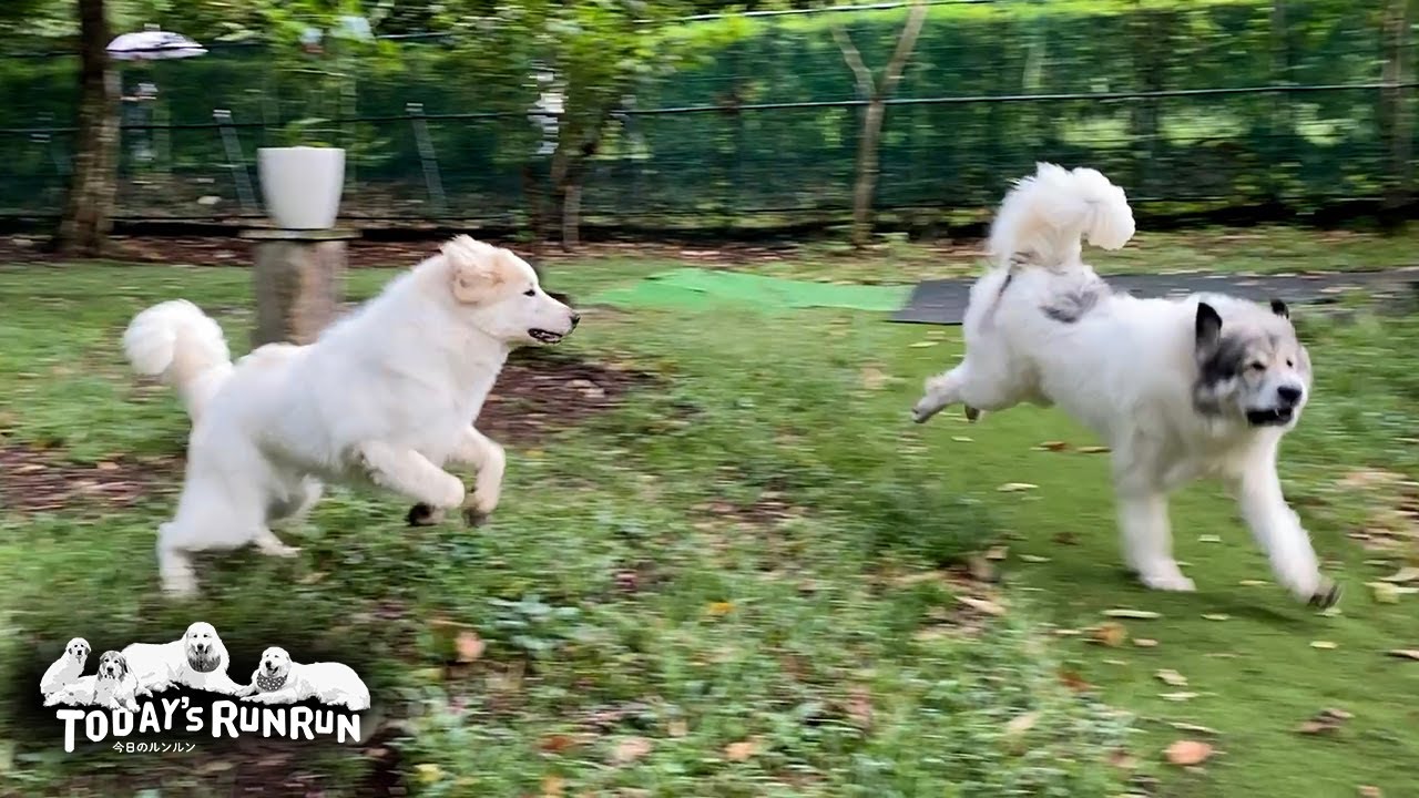 圧倒的身体能力で颯爽と駆け抜ける番犬番長のベルです Great Pyrenees