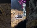 Tarantula Seolah Sakarotul Maut