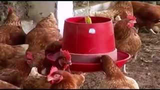 How to Produce Organic Eggs - Ecology TvAgro By Juan Gonzalo Angel