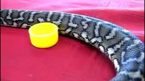 Southwest Carpet Python - Morelia Spilota (Imbricata) - Western Australian Locale