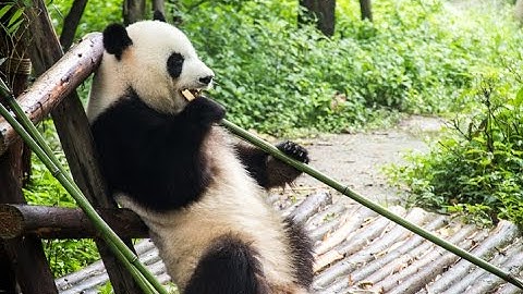 Giant Panda no longer endangered | CNBC International