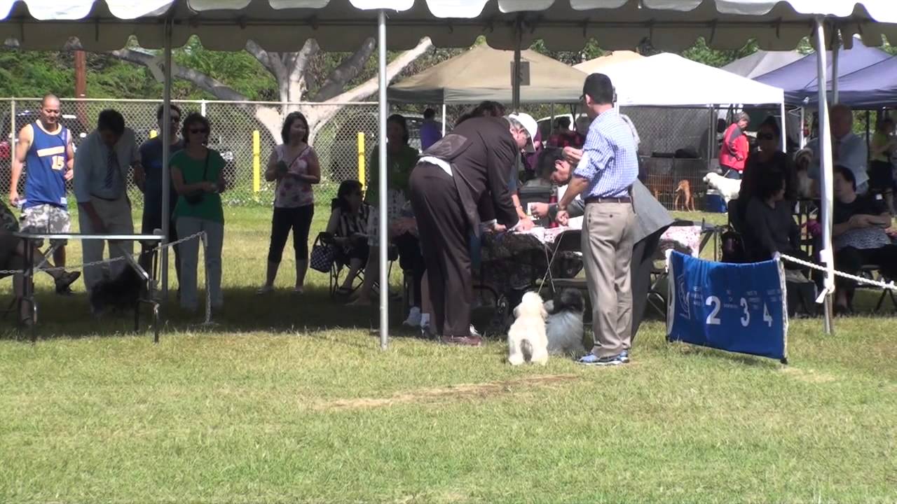 11914 West Oahu Kennel Club Havanese YouTube