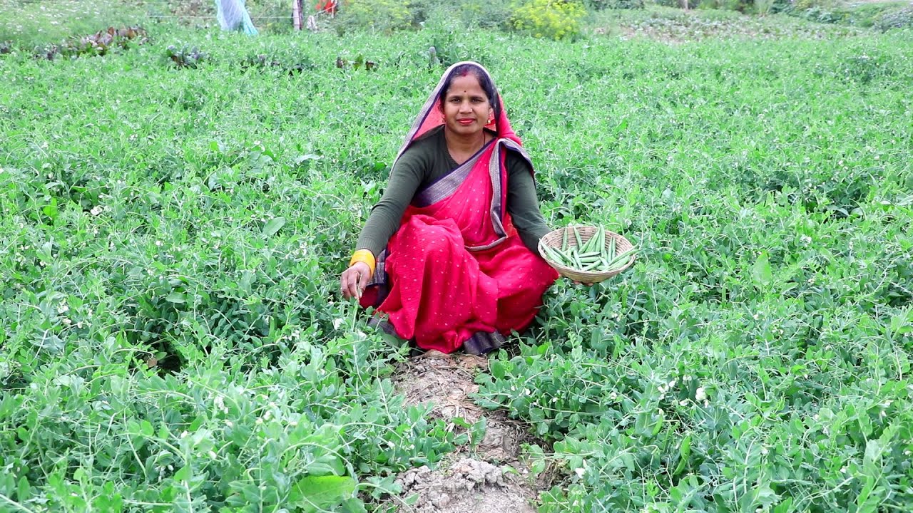 ताजा पचकोई मटर की सब्जी बनाने का ये तरीका देख सोचेंगे काश पहले पता होता | Green Peas Curry Recipe