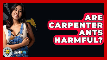 Are Carpenter Ants Harmful? - LearnToDIY360.com
