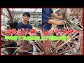 今が適期【コルジリネ・レッドスター】の鉢上げ作業解説