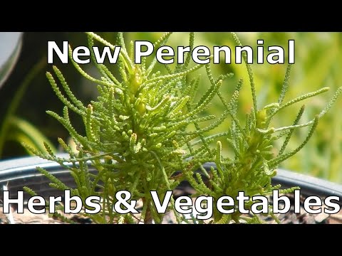 Video: Southernwood Plant Care - Hoe Southernwood Artemisia te kweken