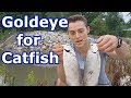 Catching One of the Best River Catfish Baits: Goldeye