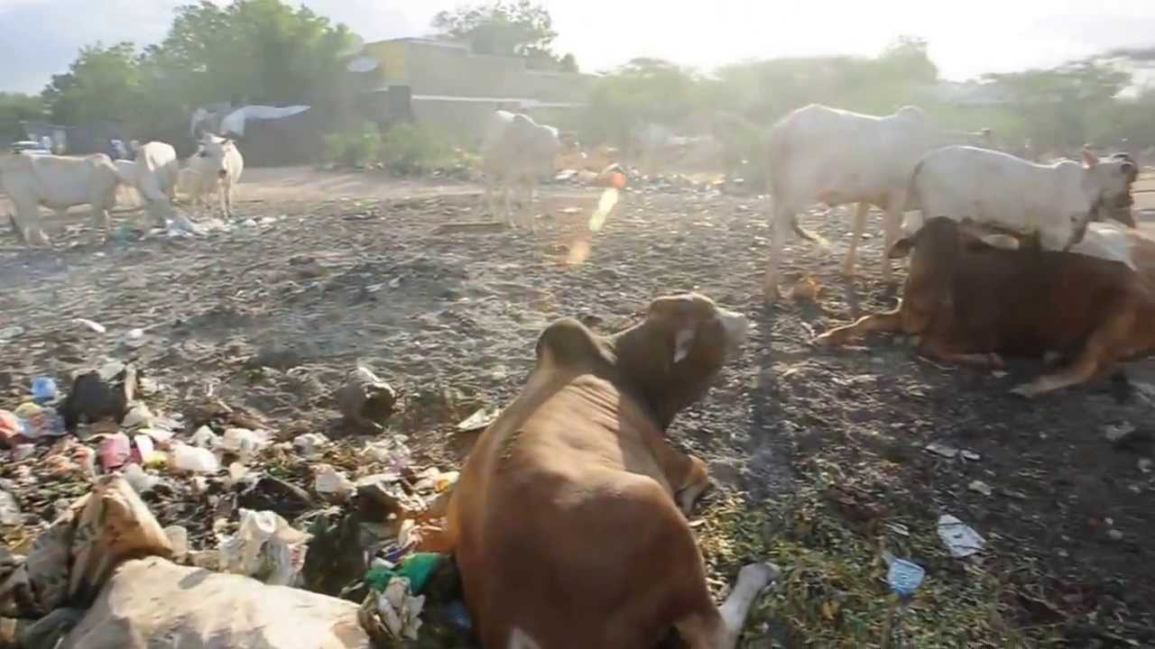 Solid waste management documentary in Garissa Municipality by Abdikadir