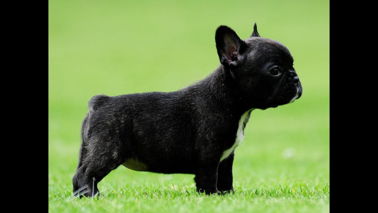 micro mini french bulldog full grown