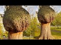 15 Arboles Más Inusuales Del Mundo