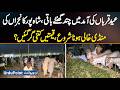 Lahore: Hours Before Eid, Shahpur Kanjraan Market Empties As Sacrificial Animal Prices Crash