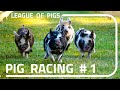 League of Pigs - First ever races!