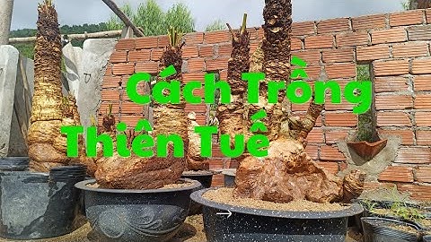 Cách Trồng Thiên Tuế