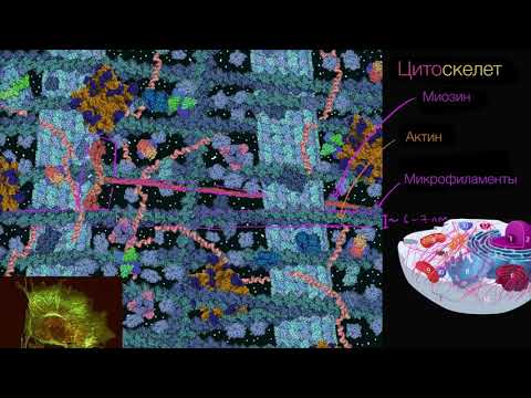Цитоскелет (видео 8) | Строение клетки | Биология