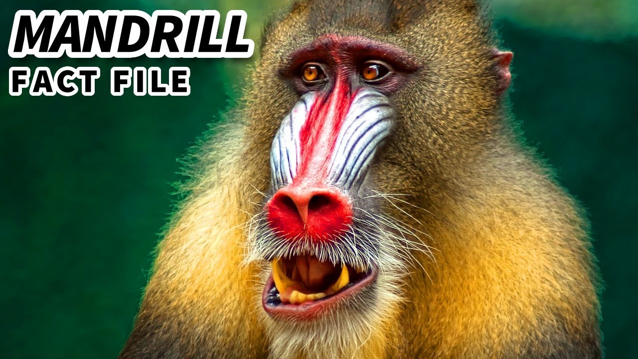 Drill Monkeys Facts