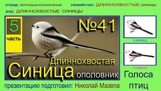 Птица Ополовник Фото И Описание