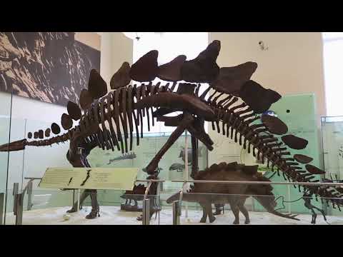 American Museum Of Natural History - New York City, NY