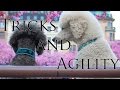 Brandy & Iris - Standard poodles - Tricks and agility