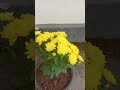 🌸🌸🌸..beautiful#f#trending #shorts #youtube #video