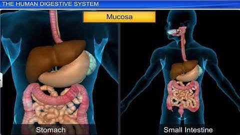 ICSE Class 9 Biology / Digestive System 1, The Human Digestive System