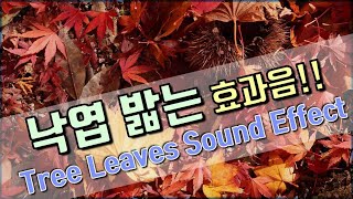 [저작권 없는 무료 효과음] 낙엽 밟는 소리 효과음!!  무료 다운로드!! tree leaves sound effect 가을 효과음!!