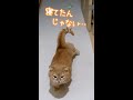 寝てたんじゃない…待ってたん!【おかえりプリン】#shorts